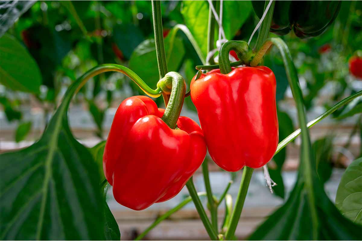 To peberfrugter på planten